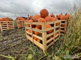 Posiadam na sprzedaż dynie Halloween duże ilości 