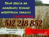 Skup zboża na gorzelnię i paszowe każdej jakości wilgotne zanieczyszczone robak śnieć  po robaku na gorzelnie biogaz  kupimy każdy...