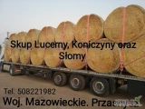 Oferuje państwu skup bel Lucerny, Koniczyny oraz słomy. Odbieramy własnym transportem lub możliwość przywiezienia...