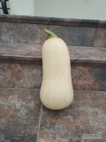 Dynia piżmowa (Butternut)
