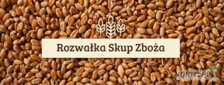 Rozwałka Skup Zboża  zakupi kukurydzę suchą
