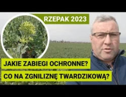 Ochrona okołokwitnieniowa rzepaku 2023