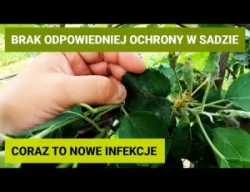 Skuteczność zabiegów ochronnych w sadach - owocówka, zwójka koróweczka