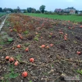 Witam mam do sprzedania dynie hokkaido prosto z pola cześć jest ładnie wybarwiona a cześć ma zielone plamy