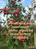 Ogłoszenie dotyczy letniego Cięcia drzew owocowych - jabłka , wiśnie itd 
