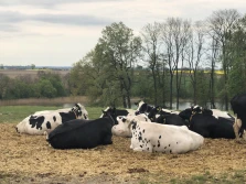 WIR: rolnicy są bardzo zainteresowani ubezpieczaniem zwierząt, ale...