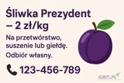 Śliwka Prezydent – 2 zł/kg
