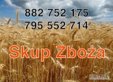 Skup zboża pszenicy, pszenżyto, żyta i jęczmienia. Odbiór z gospodarstwa na terenie całego kraju. Płatne szybkim przelewem na...