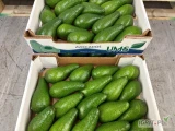 Sprzedam avocado. 1 klasa. 25 zł karton