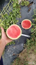Sprzedam Arbuz odmiana Crispeed
