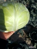 Kapusta gołąbkowa. Witam, oferuję do sprzedaży kapustę gołąbkowa towar czysty bez chorób i szkodników, waga 3-5, ładna okrywka,...