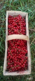 Sprzedam porzeczkę czerwona eksportową. 