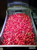 Sprzedam czereśnie Wasilica schłodzoną ok 1 tony 12zl kg 