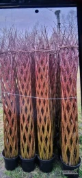 Wierzba pleciona 190cm i 200cm wysyłka tylko całe palety 90zl 