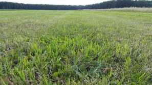 Stan trwałych użytków zielonych oraz efektywne sposoby ich poprawy, cz.1