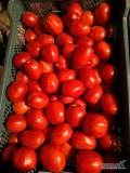 Sprzedam pomidora gruntowego Lima. Ilość około 80 klatek po 18 kg w trzech sortach. Cena zależna od ceny rynkowej. Odbiór osobisty w...