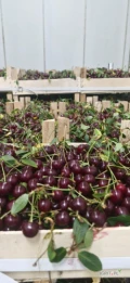 Sprzedam wiśnie z ogonkiem import z moldawi dzisiejsza dostawa cena 13zł/kg
