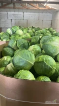 Kapusta młoda biała 1-3 kg.
