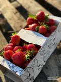 Sprzedam truskawkę rumba (dziś tj 10 maja). Około 120kg, rwana w kilogramowe kartoniki 
