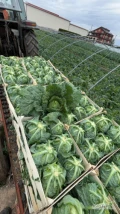 Sprzedam młodą wloska kapuste kaliber na dzień 11 maja około kilograma, ilości paletowe pakowane według zamówienia cena do...