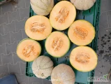Witam posiadam do sprzedania polskiego melona 