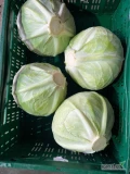 Sprzedam kapustę białą 2-4kg. Ilości najchętniej paletowe. tel 503 10 55 76