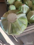 Sprzedam kapustę białą odmiana kilastor jakość market najlepiej ilości busowe lub bez czyszczenia w liściu większe ilości kapusta...