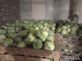 Sprzedam kapustę białą Zenon, jakośc marketowa. 1.5-4 kg. Najlepiej kartonbox . Jednorazowo do 12 ton 
