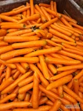 Sprzedam marchew Carvora na brudno w skrzyniopalety. Możliwość umycia w big bagu.
