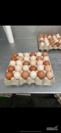Sprzedam jaja  wolny wybieg 

