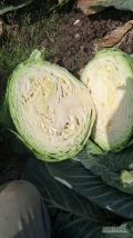 sprzedam kapustę białą 2,5kg + ilości tirowe 