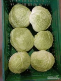 Sprzedam kapustę włoską 1-2.5kg bez liścia ochronnego ilości paletowe i tirowe