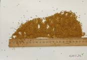 Sprzedajemy nasiona lucerny (bezmagnezowej) ze zbiorów 2025 roku w ilości 20-22 ton (1 ciężarówka). Kraj pochodzenia: Ukraina. Dostawa...