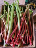 Sprzedam rabarbar malinowy około 3 ton 
