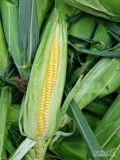 Witam. Mam do sprzedania Kukurydze Cukrową na zielono w łupinach. Możliwość pakowania w paczki lub worki siatkowe. Kolby mogą...