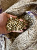 W ofercie sprzedaży jest kawa ziarnista surowa. Robusta pakowana w worki jutowe po 50 kg .