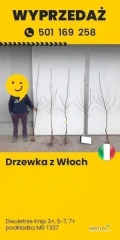Drzewka z Włoch
