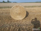 Sprzedam słomę w belach . Bele 120x125 zrobione prasą pasową .GM . Miedzna .Tel . 6 6 2 3 1 9 2 1 4.