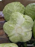 Sprzedam kapustę włoską bez liścia całe główki 1-2.5 kg