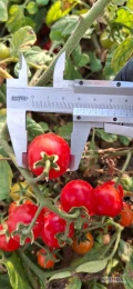 Sprzedam pomidor koktajlowy, okrągły typu cherry, dobrze wybarwiony, odmiana Minidor. Kaliber 20-30 milimetrów. Cena do negocjacji.