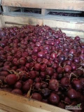 Sprzedam cebulę czerwoną, odmiana Darko, kal 4-8 (95% 5+), fazor.