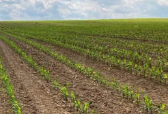 Pogoda płata figle producentom kukurydzy