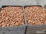 Sprzedam cebulę z siewu wiosennego, ładna łuska, kaliber 4,5-7cm. pakowana 5,10,15kg. ilości paletowe.