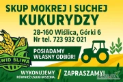 SKUP KUKURYDZY – mokrej i suchej!
