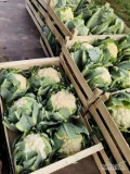 Sprzedam kalafior pakowany po 6 i 8 sztuk. Ilości paletowe.
