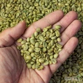 Sprzedam ziarnistą kawę zieloną w opakowaniach zbiorczych od 60kg.

