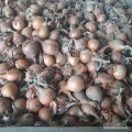 Sprzedam cebulę na obieranie opakowanie i cena do uzgodnienia.