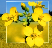 Trzej jeźdźcy rzepakowej apokalipsy