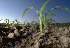 Nawożenie startowe – przegląd technologii