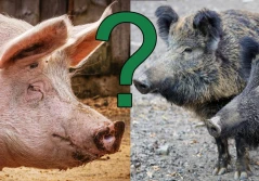 ASF: obrona trzody czy dzików?